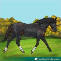Horse Color:Brown Splash  and Black 