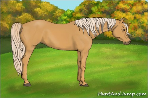 Horse Color:Palomino 