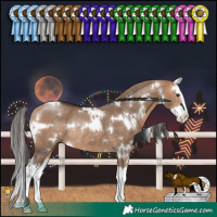Horse Color:White Spotted Bay Dun Splash Rabicano