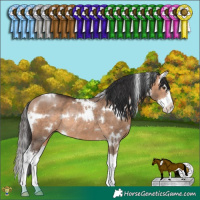 Horse Color:White Spotted Bay Dun Splash Rabicano 