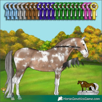 Horse Color:White Spotted Bay Dun Splash Rabicano 