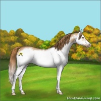 Horse Color:Red Dun Roan Splash Frame Rabicano 