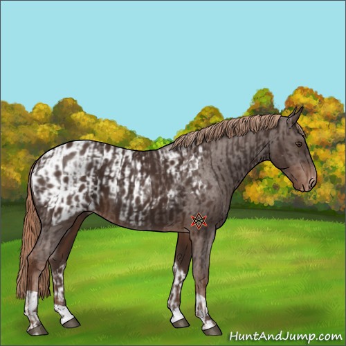Horse Color:Liver Chestnut  and Liver Chestnut Appaloosa 