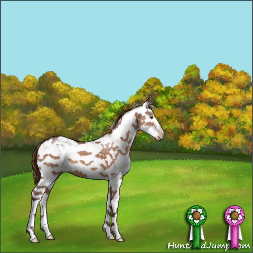 Horse Color:Painted Chocolate Brown Dun Sabino Appaloosa