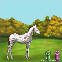 Horse Color:Painted Chocolate Brown Dun Sabino Appaloosa 