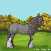 Horse Color:Grullo Appaloosa 