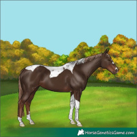 Horse Color:Liver Chestnut Tobiano 