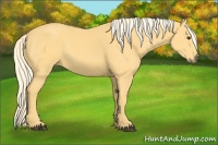 Horse Color:Palomino 