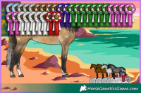 Horse Color:White Spotted Buckskin Dun Splash Rabicano