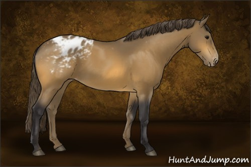 Horse Color:Buckskin Appaloosa 