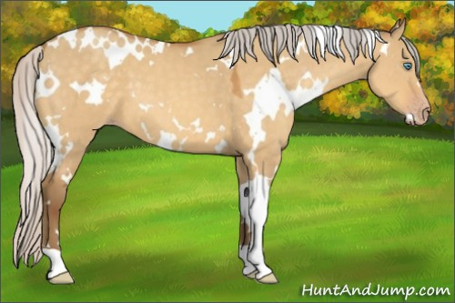 Horse Color:White Spotted Silver Sable Cream Champagne Dun 