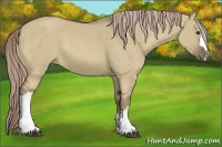Horse Color:Chocolate Palomino Dun 