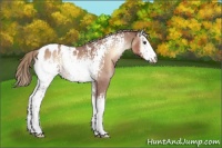 Horse Color:White Spotted Red Onyx Roan Mushroom Appaloosa Rabicano 