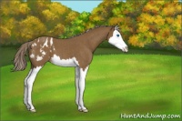 Horse Color:Chocolate Palomino Roan Splash Appaloosa 