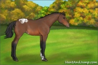 Horse Color:Bay Appaloosa Rabicano 
