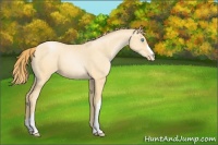 Horse Color:Buckskin Pearl 