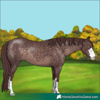 Horse Color:Platinum Chocolate Brown 