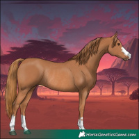 Horse Color:Chestnut Rabicano 