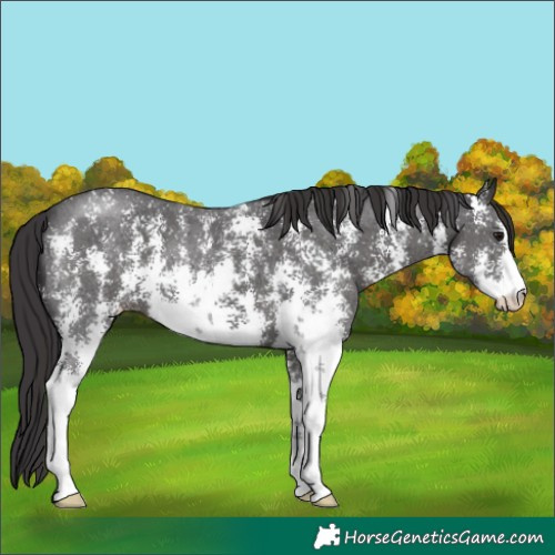 Horse Color:Smoky Black Sabino 