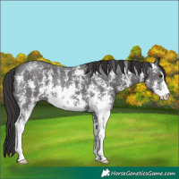 Horse Color:Smoky Black Sabino