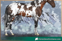 Horse Color:White Spotted Brown 