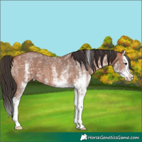 Horse Color:White Spotted Bay Splash 