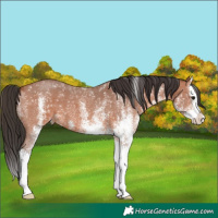Horse Color:White Spotted Bay Splash