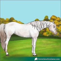 Horse Color:Chestnut Tobiano Appaloosa 