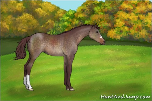 Horse Color:Chocolate Brown Dun