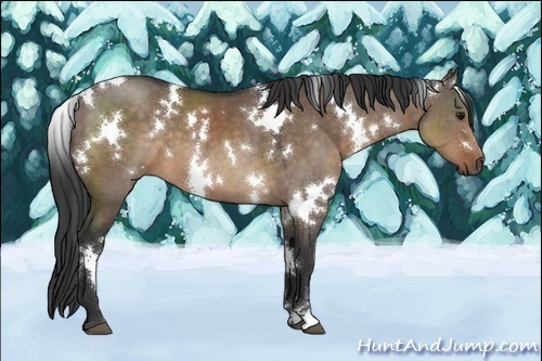 Horse Color:White Spotted Brown Dun 