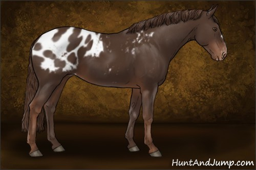 Horse Color:Liver Chestnut Appaloosa
