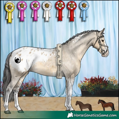 Horse Color:White Spotted Buckskin Dun Sabino Splash Appaloosa Rabicano 
