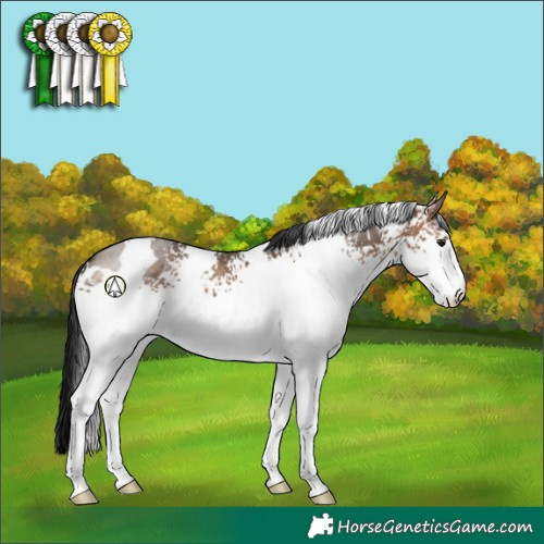 Horse Color:White Spotted Brown Dun 