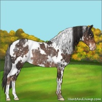 Horse Color:White Spotted Liver Chestnut Appaloosa Rabicano 