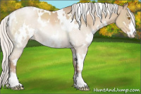 Horse Color:White Spotted Silver Grullo Pearl Sabino 