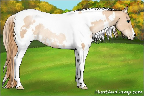 Horse Color:White Spotted Gold Champagne Pearl Tobiano Rabicano 