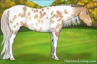 Horse Color:White Spotted Silver Sable Cream Champagne Tobiano Appaloosa Rabicano 