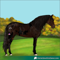 Horse Color:Void White Spotted Liver Chestnut Appaloosa Rabicano 