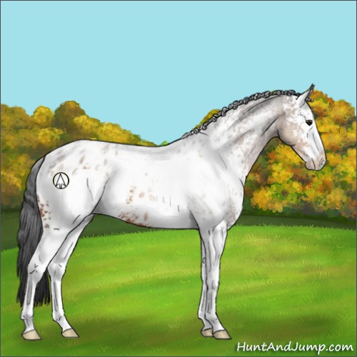 Horse Color:White Spotted Bay Sabino Appaloosa