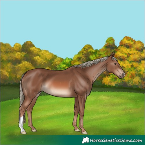 Horse Color:Chestnut Mushroom