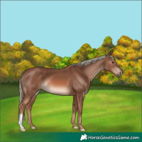 Horse Color:Chestnut Mushroom 