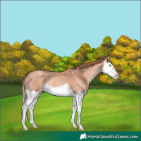 Horse Color:Gold Champagne Roan Splash 