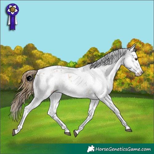 Horse Color:White Spotted Buckskin Dun Appaloosa 