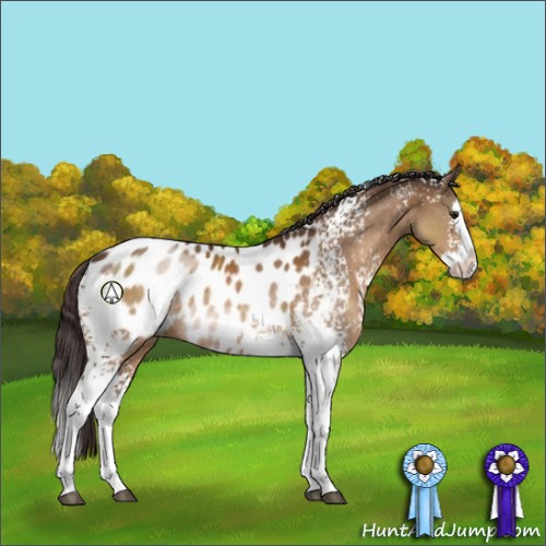 Horse Color:White Spotted Buckskin Sabino Splash Appaloosa Rabicano