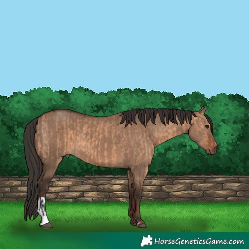 Horse Color:Bay Dun  and Liver Red Dun 