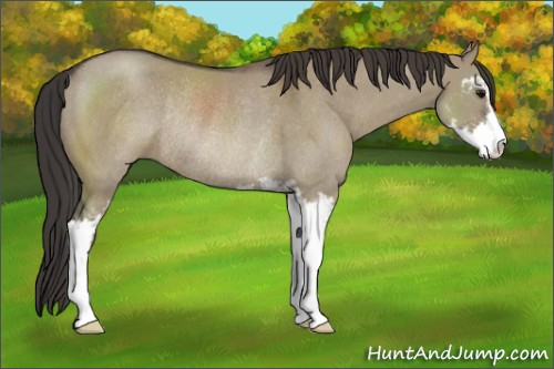 Horse Color:Smoky Grullo Sabino Rabicano 