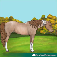 Horse Color:Liver Red Roan Pearl Tobiano Frame 