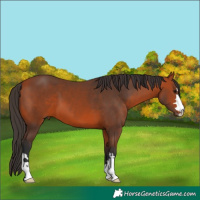 Horse Color:Bay 