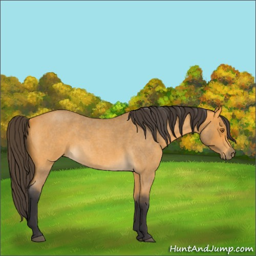 Horse Color:Buckskin Roan 