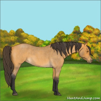 Horse Color:Buckskin Roan 